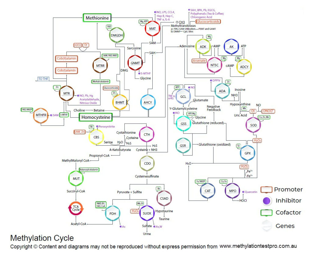Methylation Cycle